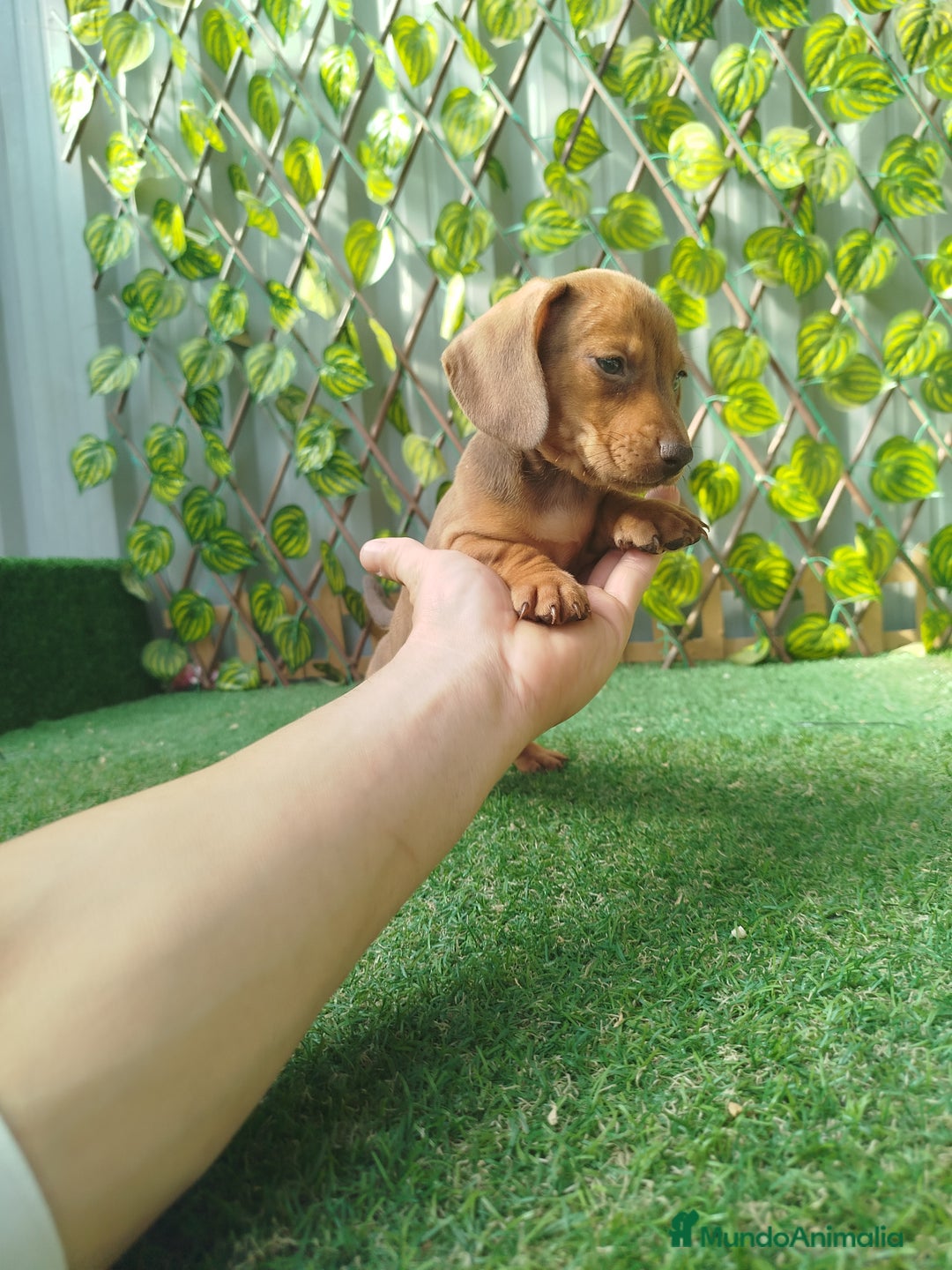 Teckel Miniatura perros en venta: Teckel mini  - Imagen 4