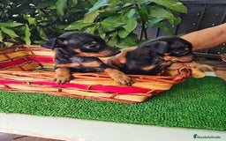Ratón de Praga perros en venta: Raton de praga - Imagen 4