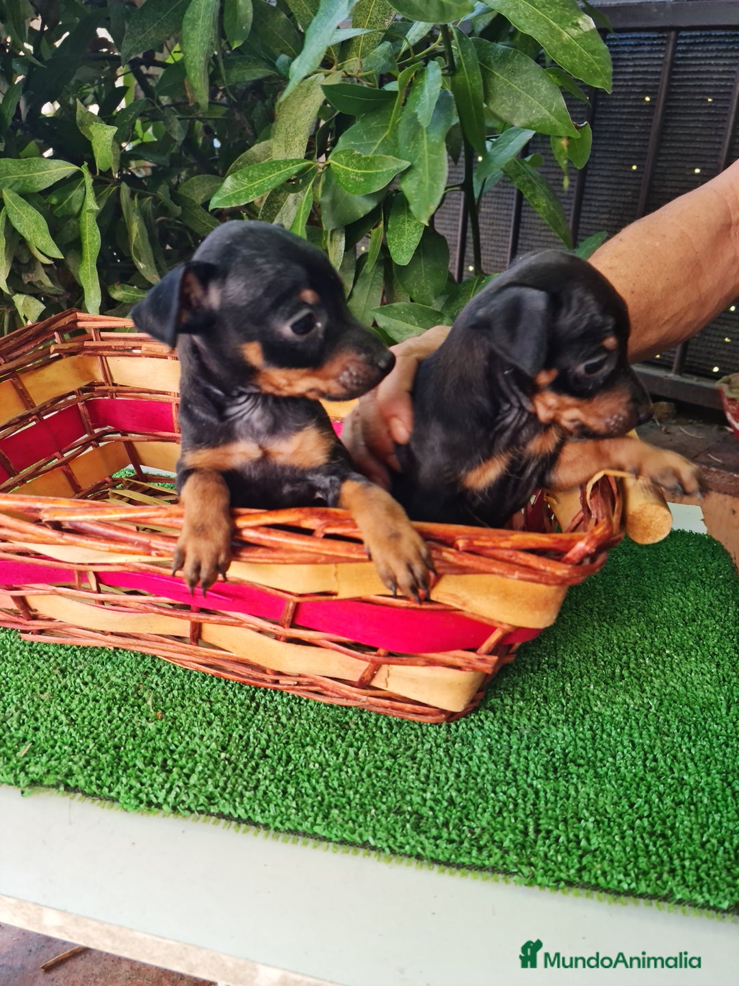 Ratón de Praga perros en venta: Raton de praga - Imagen 4