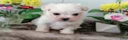 Bichón Maltés perros en venta: Preciosos bichon maltés toy - Anuncio 2