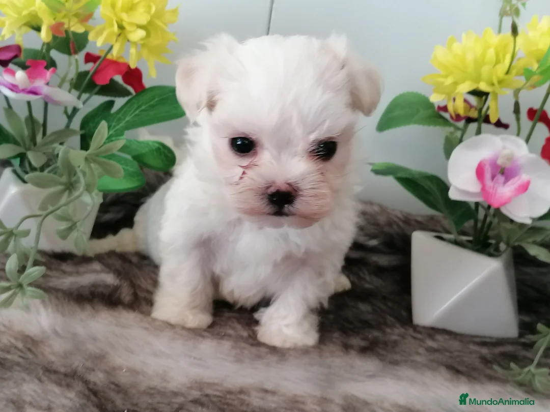 Bichón Maltés perros en venta: Preciosos bichon maltés toy - Anuncio 2