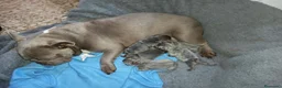 Bulldog Francés perros en venta: Bulldog Francés 2 ejemplares únicos buscan familia - Anuncio 3