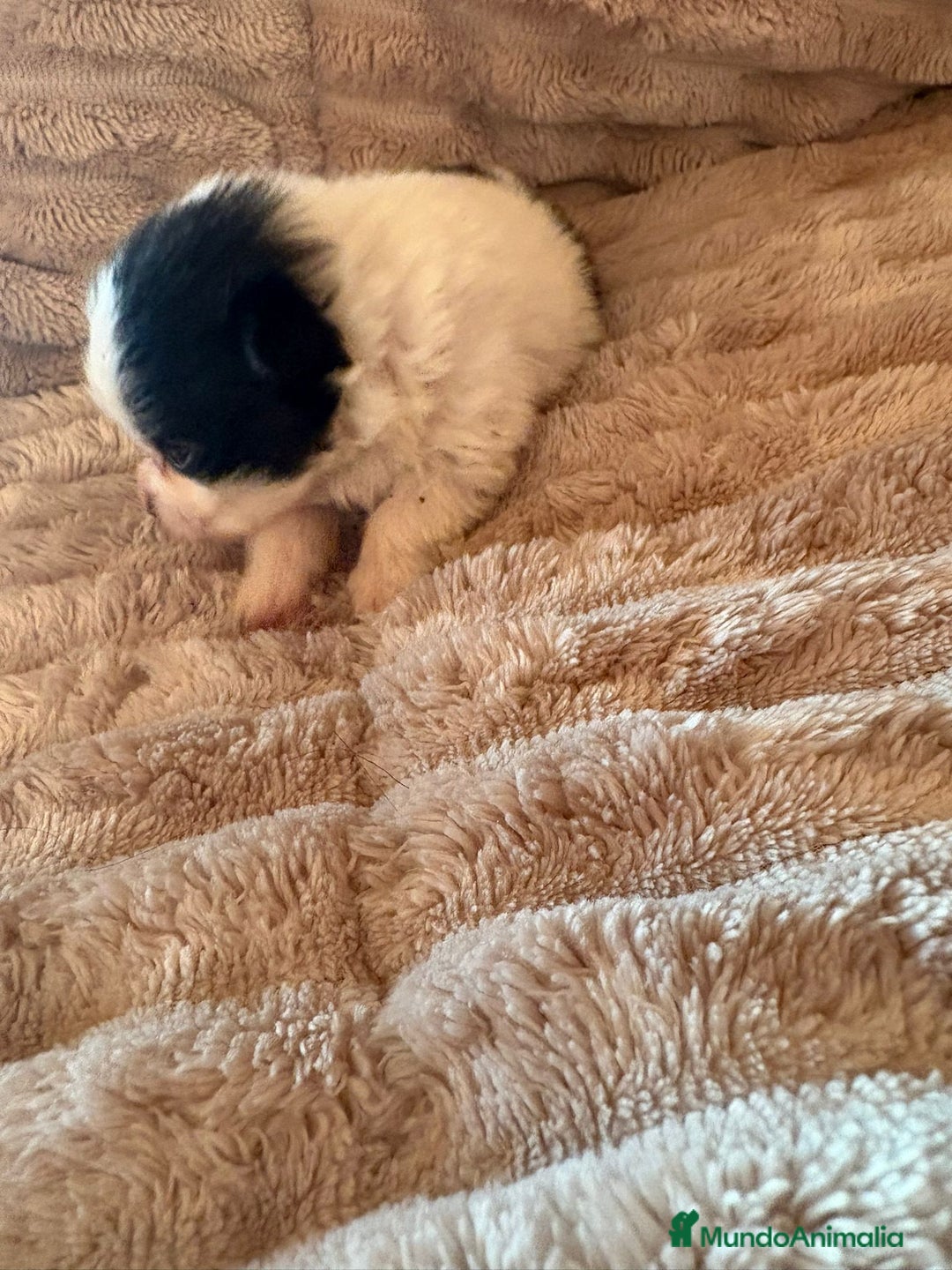 Pomerania perros en venta: Lulu Pomerania macho Party  Pele y Mele son papas  - Anuncio 3