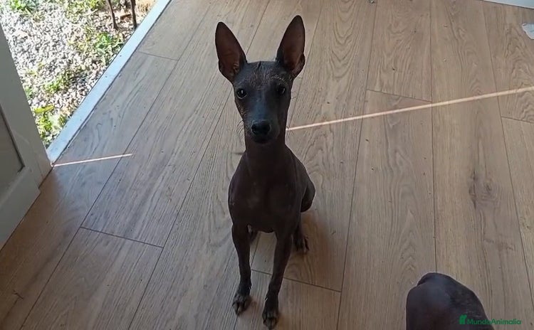 Xoloitzcuintle - Perro Sin Pelo Mexicano perros - Anuncio 1