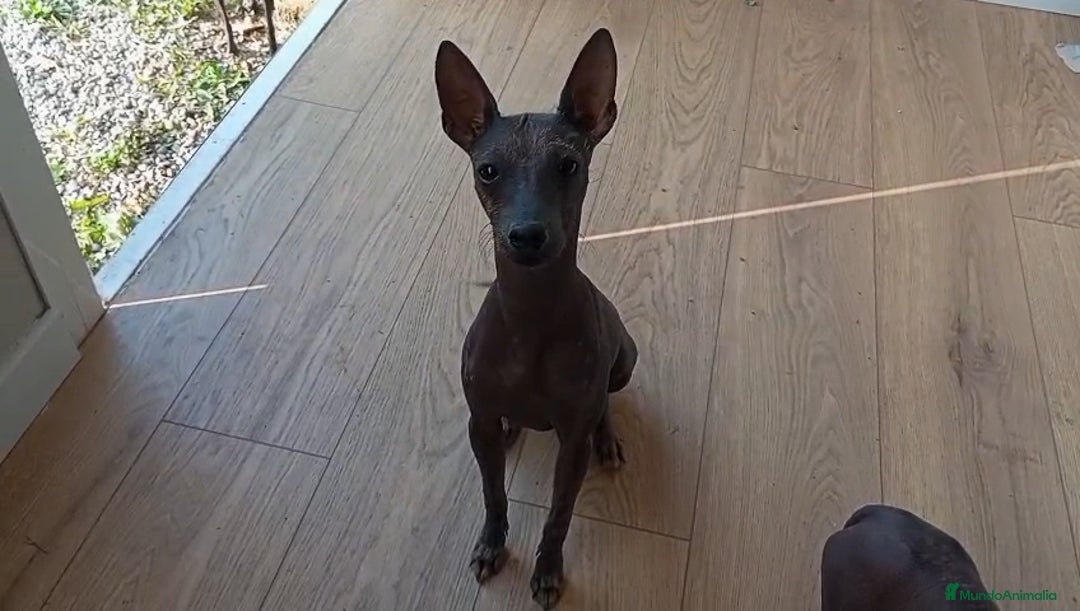 Xoloitzcuintle - Perro Sin Pelo Mexicano perros en venta: Xolo mexicano  - Imagen 1