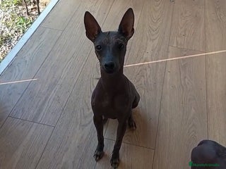 Xoloitzcuintle - Perro Sin Pelo Mexicano perros - Anuncio 40