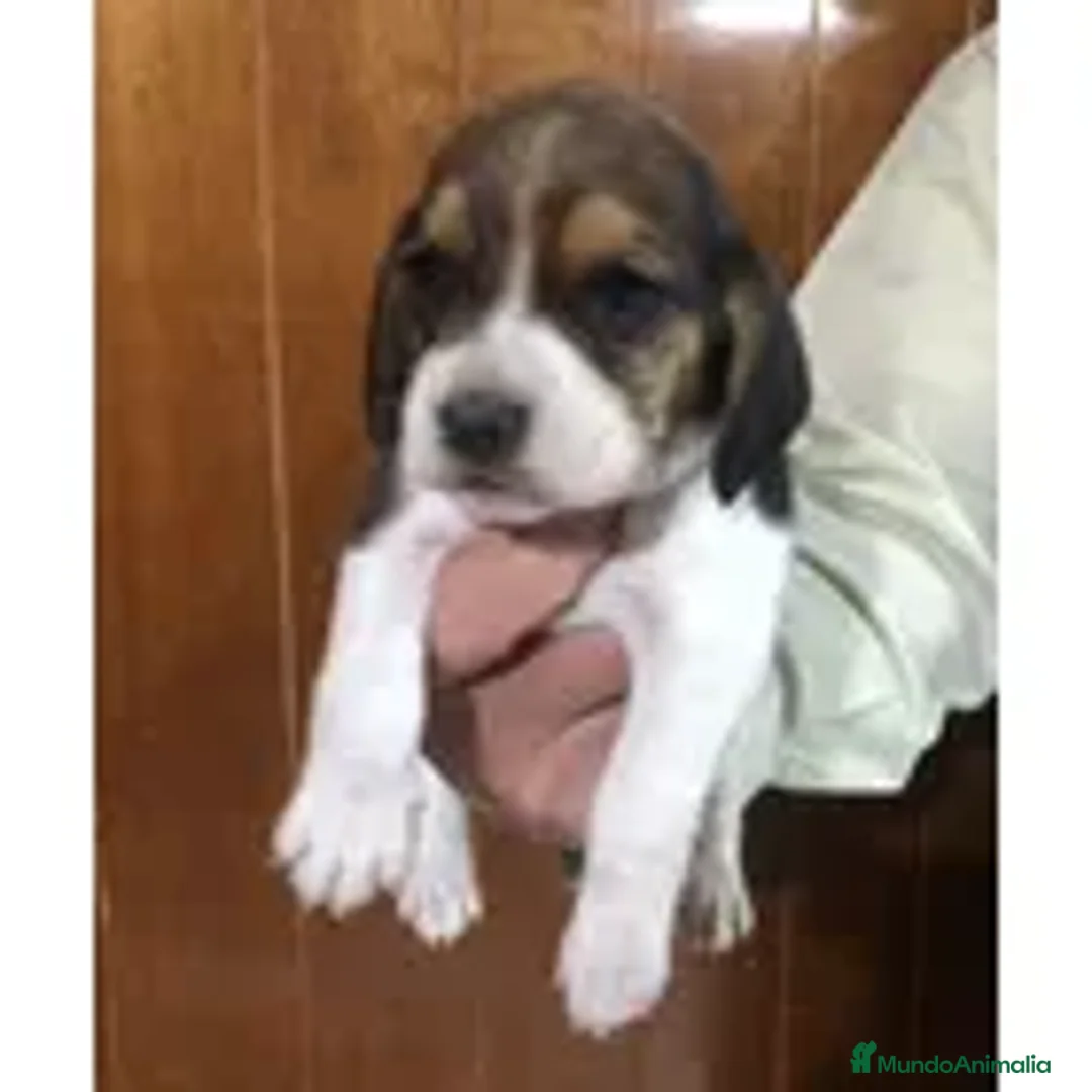 Beagle perros en venta: puppy beagle !! - Anuncio 1