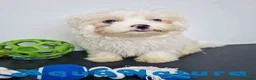 Bichón Habanero perros en venta: Bichon Habanero Macho de Kyi y Nis 6220-AQUANATURA en Barcelona - Anuncio 7