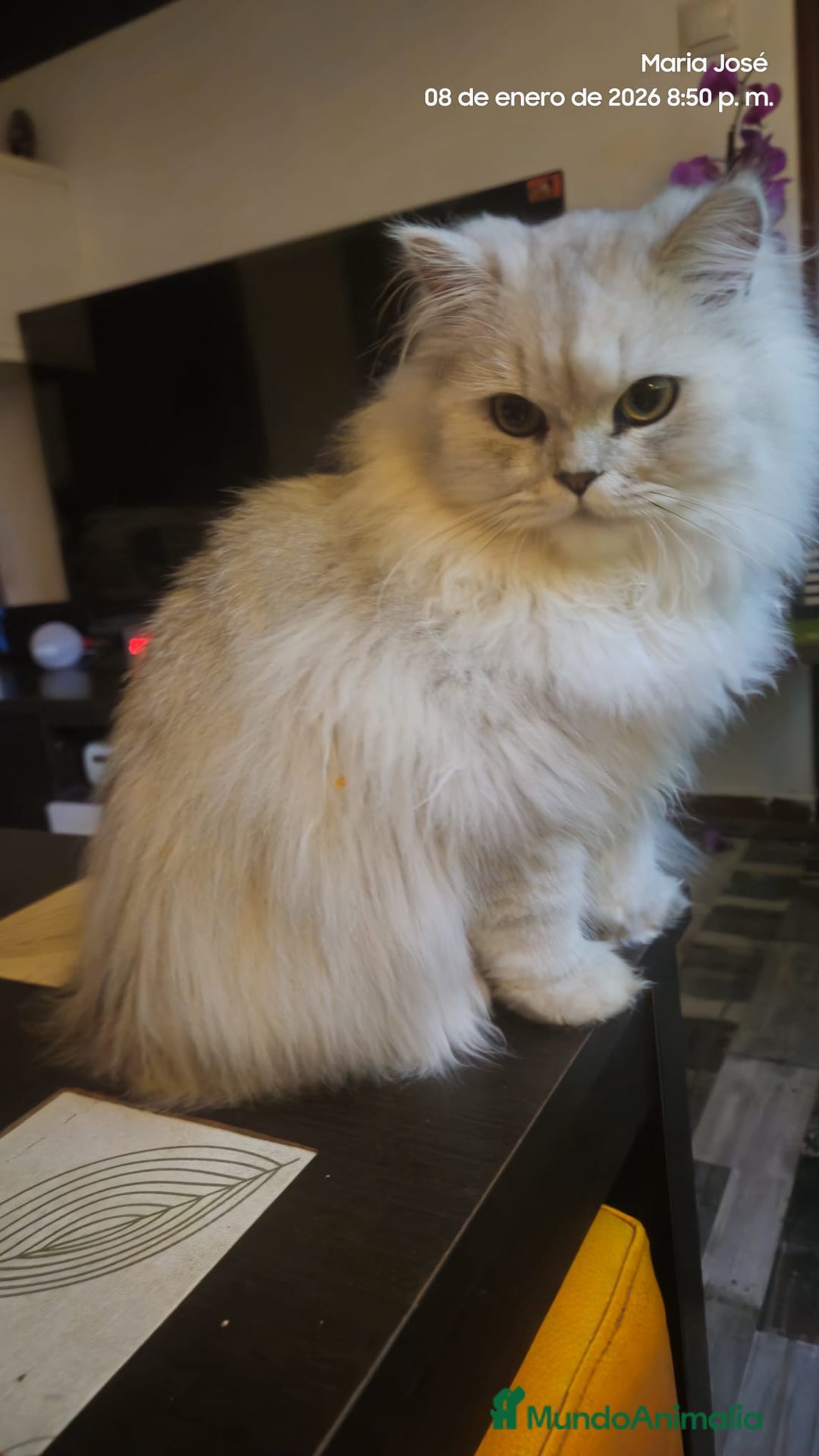 Persa gatos en venta: Persa chinchilla  - Anuncio 3