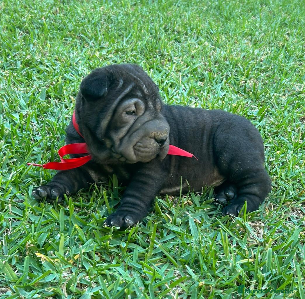 Shar Pei perros Shar pei americano disponible - Anuncio 5