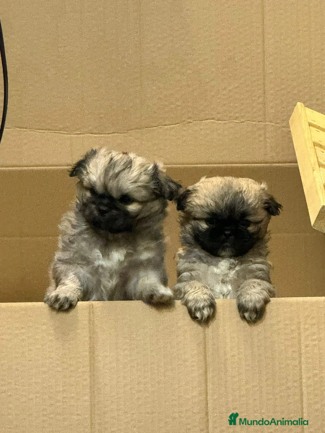 Pekinés perros en venta: Preciosos Pekines disponibles para entregar - Anuncio 2