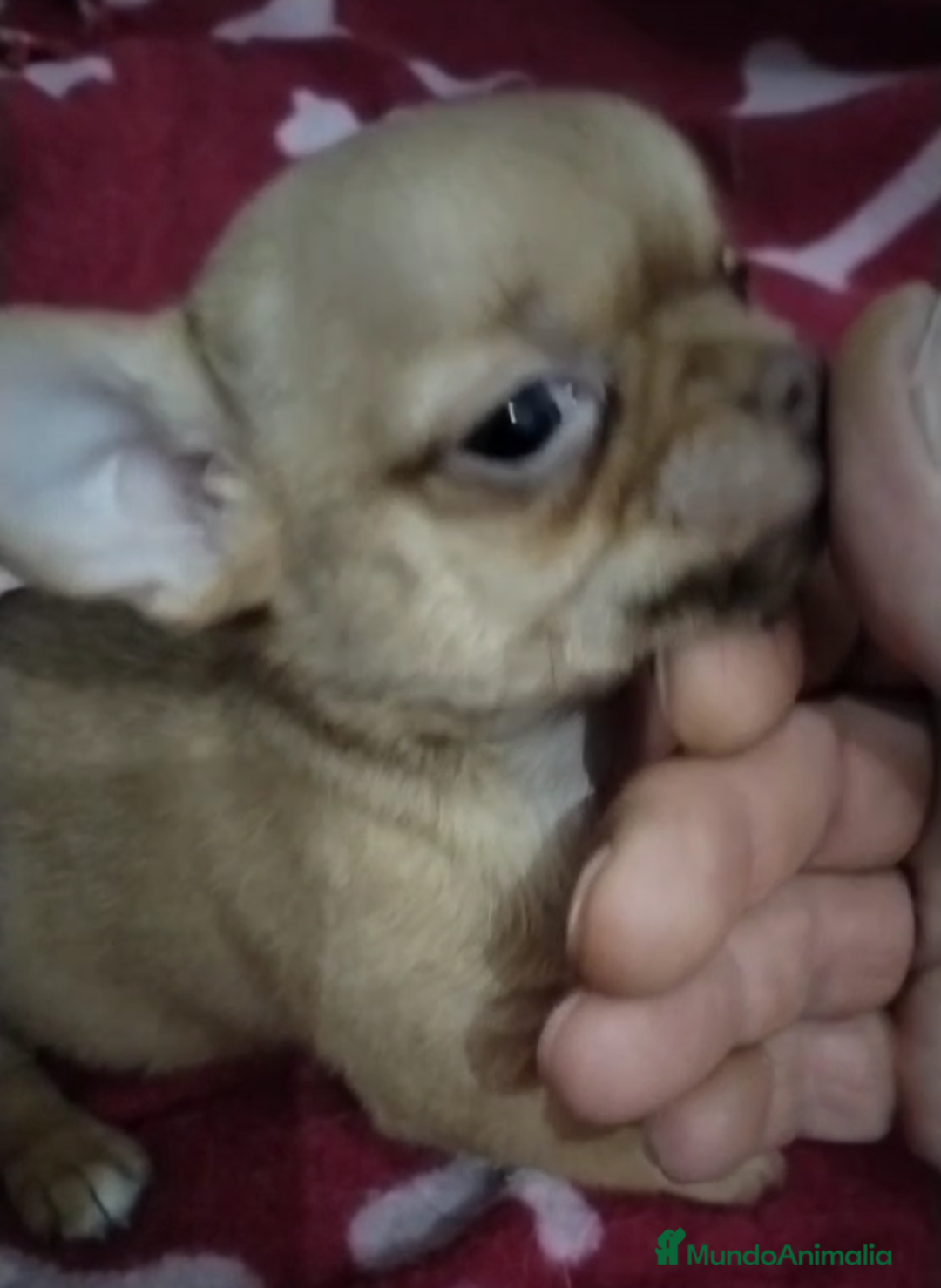 Chihuahua perros en venta: Machos de chihuahua cabeza manzana  - Imagen 1