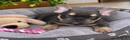 Bulldog Francés perros en venta: PRECIOSAS HEMBRAS TOY EXÓTICAS  - Anuncio 2