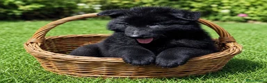 Pastor Belga Groenendael Cachorro 1