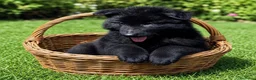 Pastor Belga Groenendael perros en venta: Pastor Belga groenendael cachorros machos  - Anuncio 3
