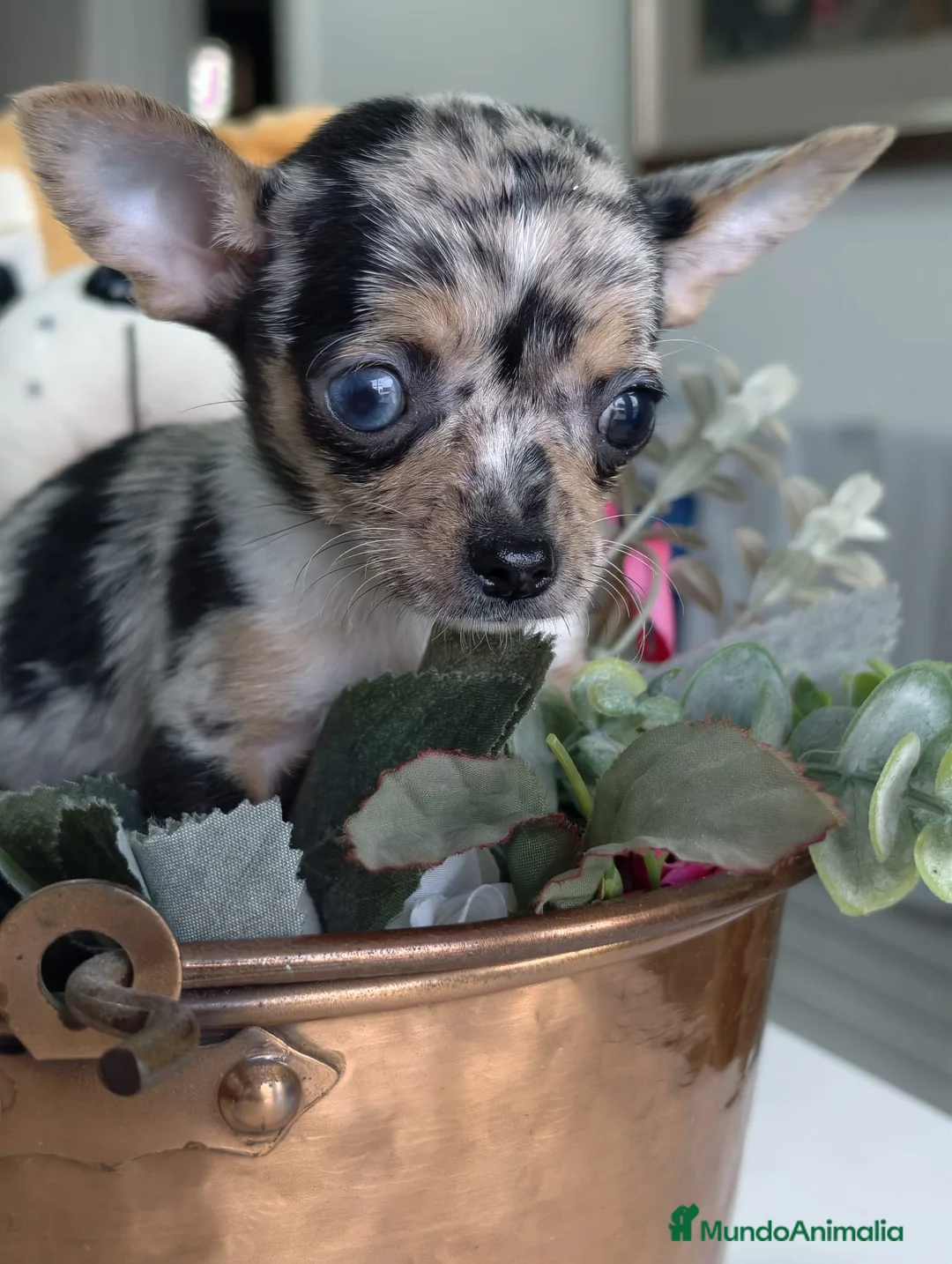 Chihuahua perros en venta: Chihuahua mini merlé  - Anuncio 4