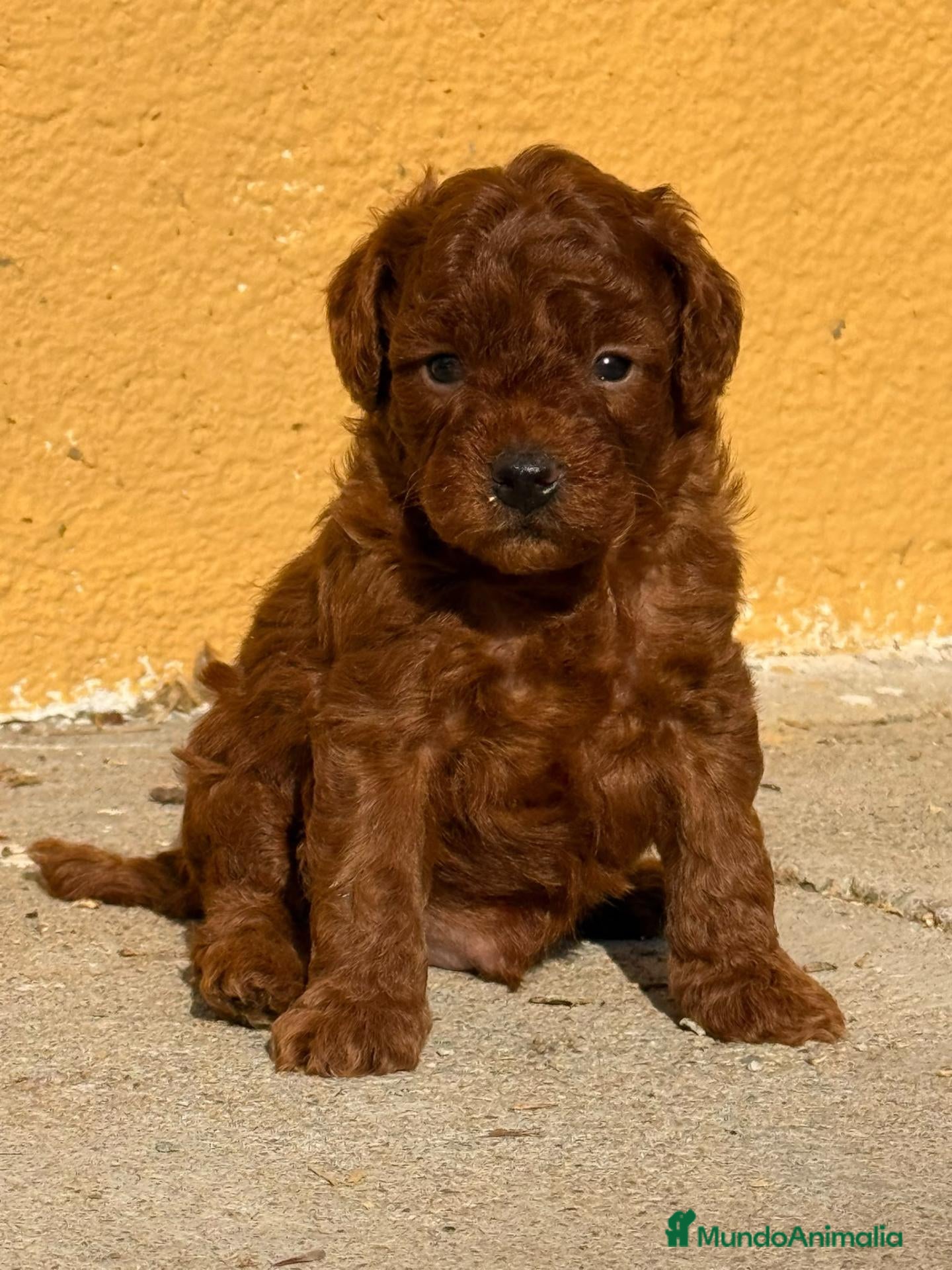 Caniche Enano perros Caniche En Girona  - Anuncio 2