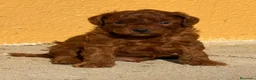 Caniche Enano perros en venta: Caniche En Girona  - Anuncio 1