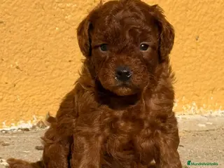 Caniche Enano perros Caniche En Girona - Anuncio 2
