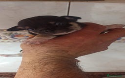 Chihuahua perros en venta: Hembra chihuahua  - Imagen 1