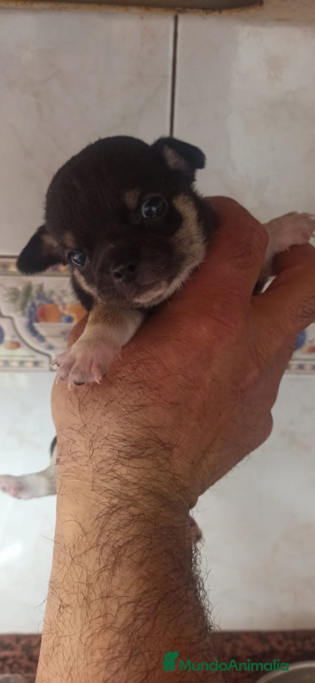Chihuahua perros en venta: Hembra chihuahua  - Imagen 1