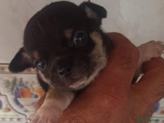 Chihuahua perros - Anuncio 1