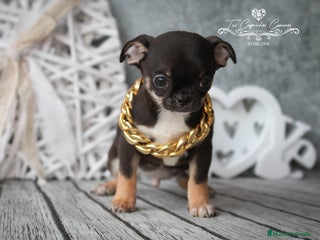 Chihuahua perros en Cantabria - Anuncio 35