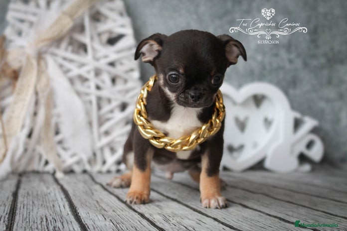 Chihuahua perros en Cantabria - Anuncio 7