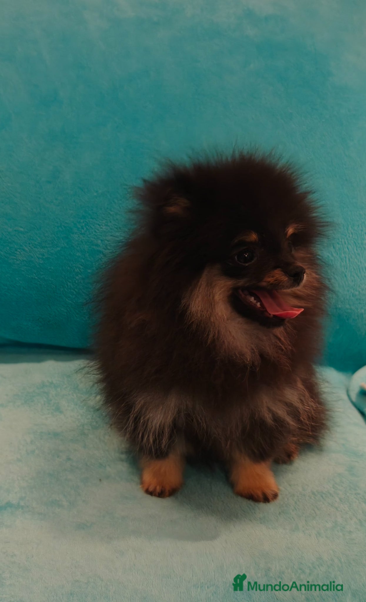 Pomerania perros Pomerania toy - Anuncio 13