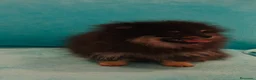 Pomerania perros en venta: Pomerania toy - Anuncio 8