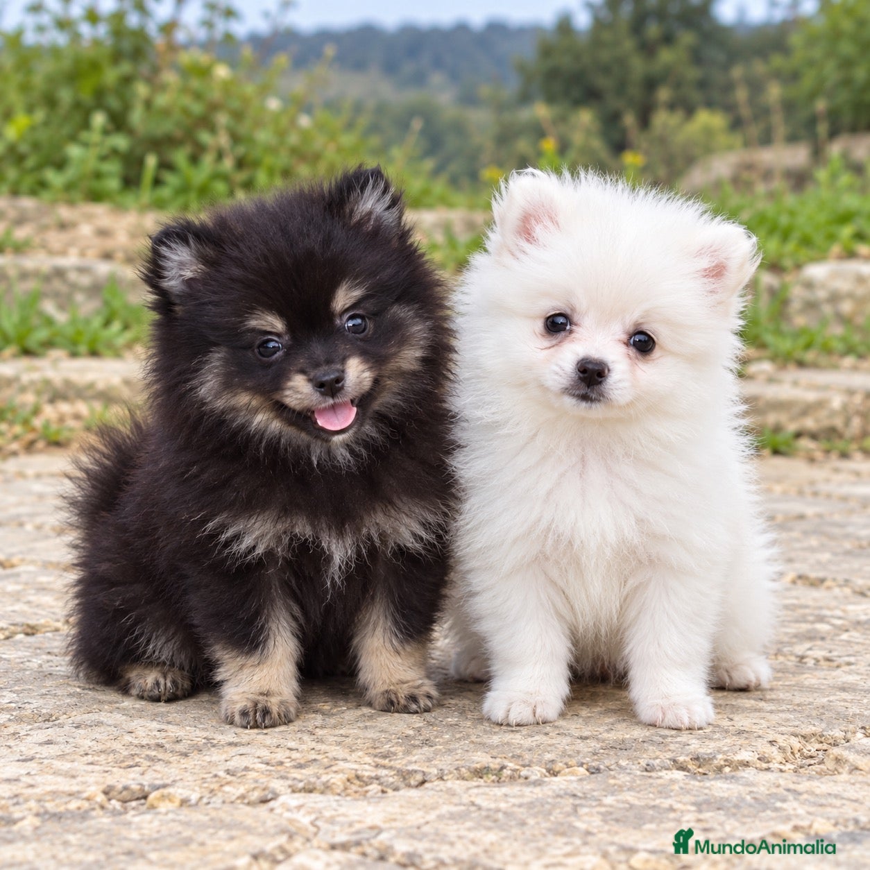 Pomerania perros en venta: Pomerania  - Anuncio 4