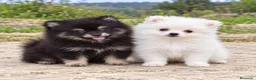 Pomerania perros en venta: Pomerania  - Anuncio 1