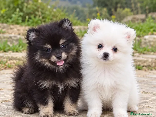 Pomerania perros en venta: Pomerania - Anuncio 4