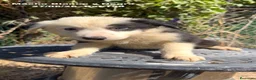 Border Collie perros en venta: BORDER COLLIE DE VILLA BIZNAGA - Anuncio 24