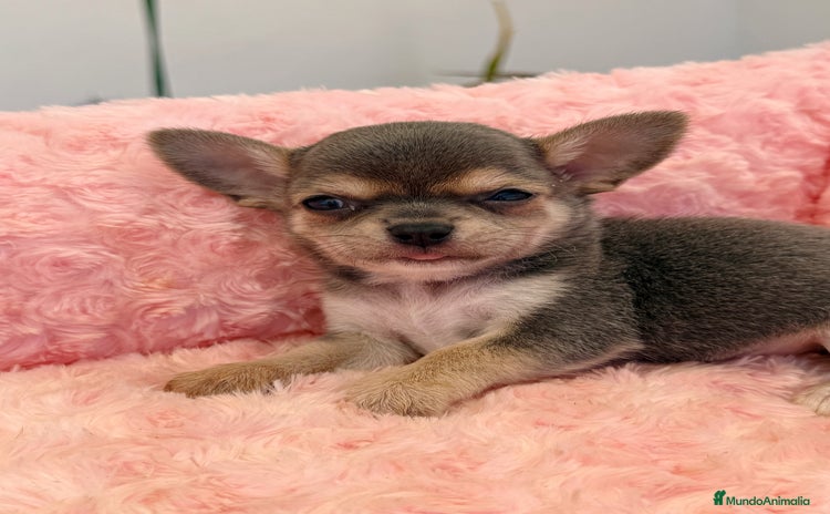 Chihuahua perros - Anuncio 7
