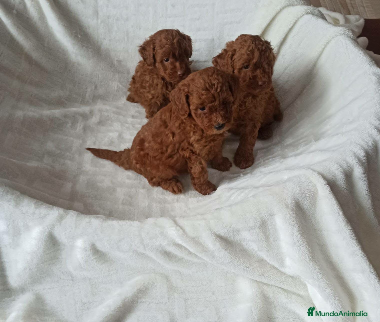 Caniche Toy perros ‼️‼️CANICHES 50% ASIÁTICOS  - Anuncio 1