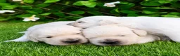 Golden Retriever perros en venta: Preciosa cachorra de olden retriever  - Anuncio 3