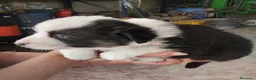 Border Collie perros en venta: Border Collie exclusivos - Anuncio 6