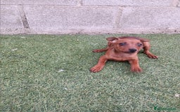 Pinscher Miniatura perros en venta: Pinscher hembra - Imagen 5