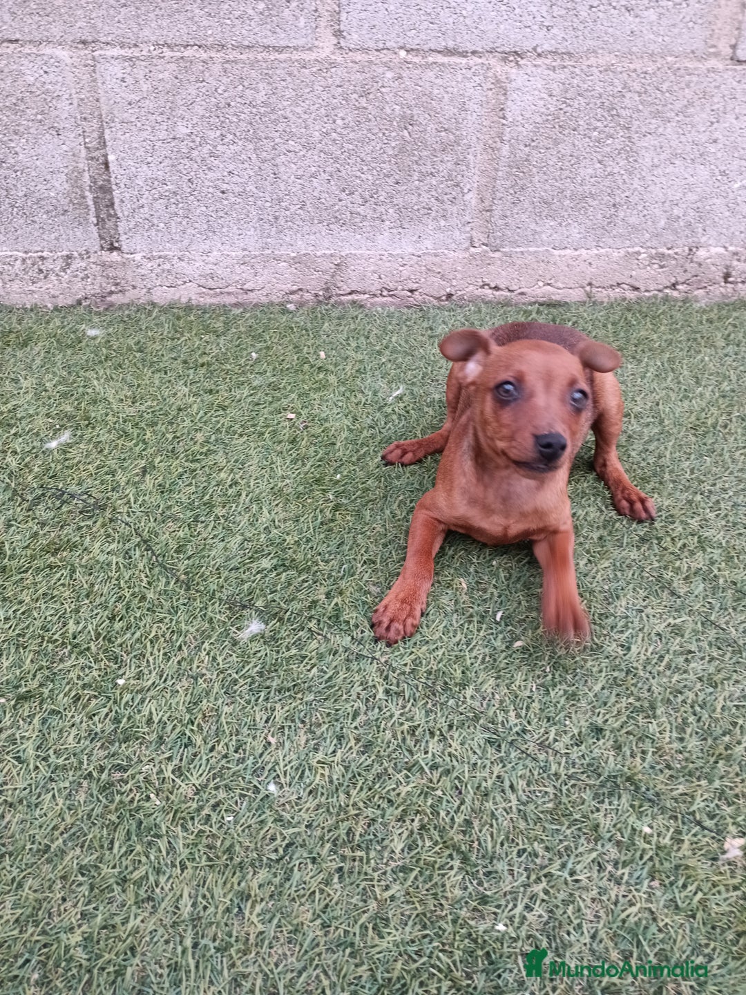 Pinscher Miniatura perros en venta: Pinscher hembra - Imagen 5