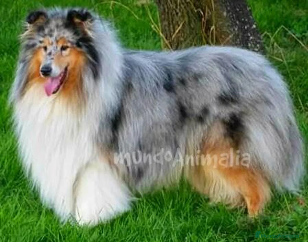 Imagen de galería {{count}}