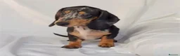Teckel perros en venta: Camada de Teckel - Anuncio 2