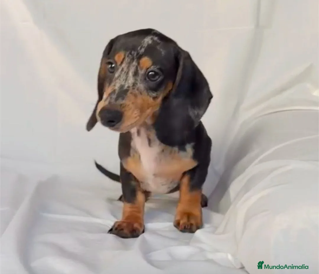 Teckel perros en venta: Camada de Teckel - Anuncio 2