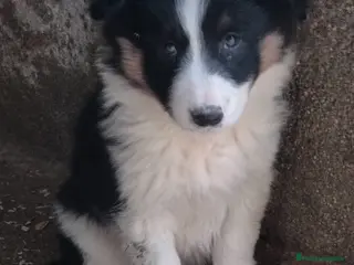 Border Collie perros Boder Collie Getafe - Anuncio 2