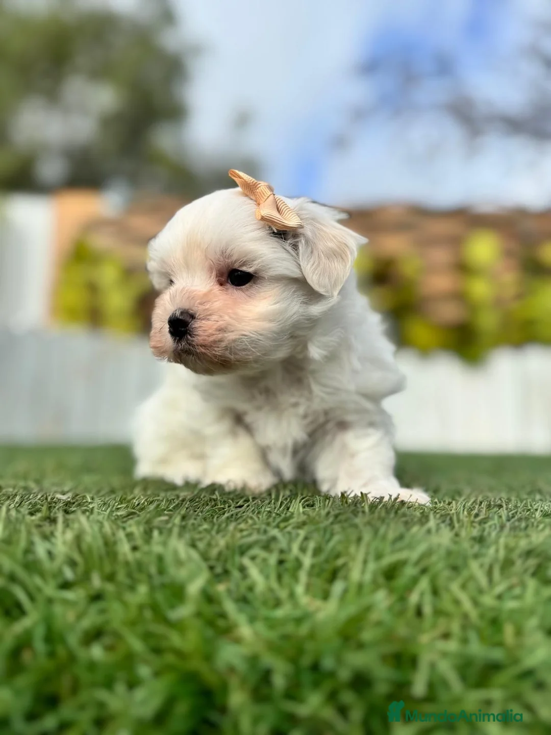 Bichón Maltés perros en venta: BICHÓN MALTÉS MACHO - Anuncio 6