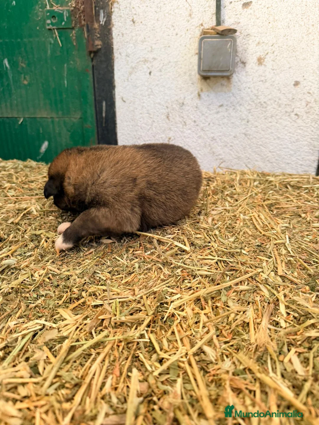 Raza Mixta perros en venta: Mestizo de mastín x Cáucaso  - Anuncio 10