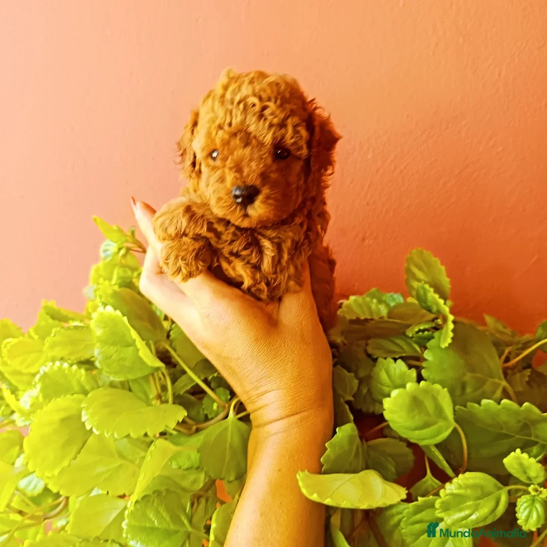 Caniche Toy perros en venta: Caniche toy - Anuncio 1