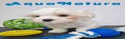 Bichón Habanero perros en venta: Bichon Habanero Macho 6220 AQUANATURA - Anuncio 7