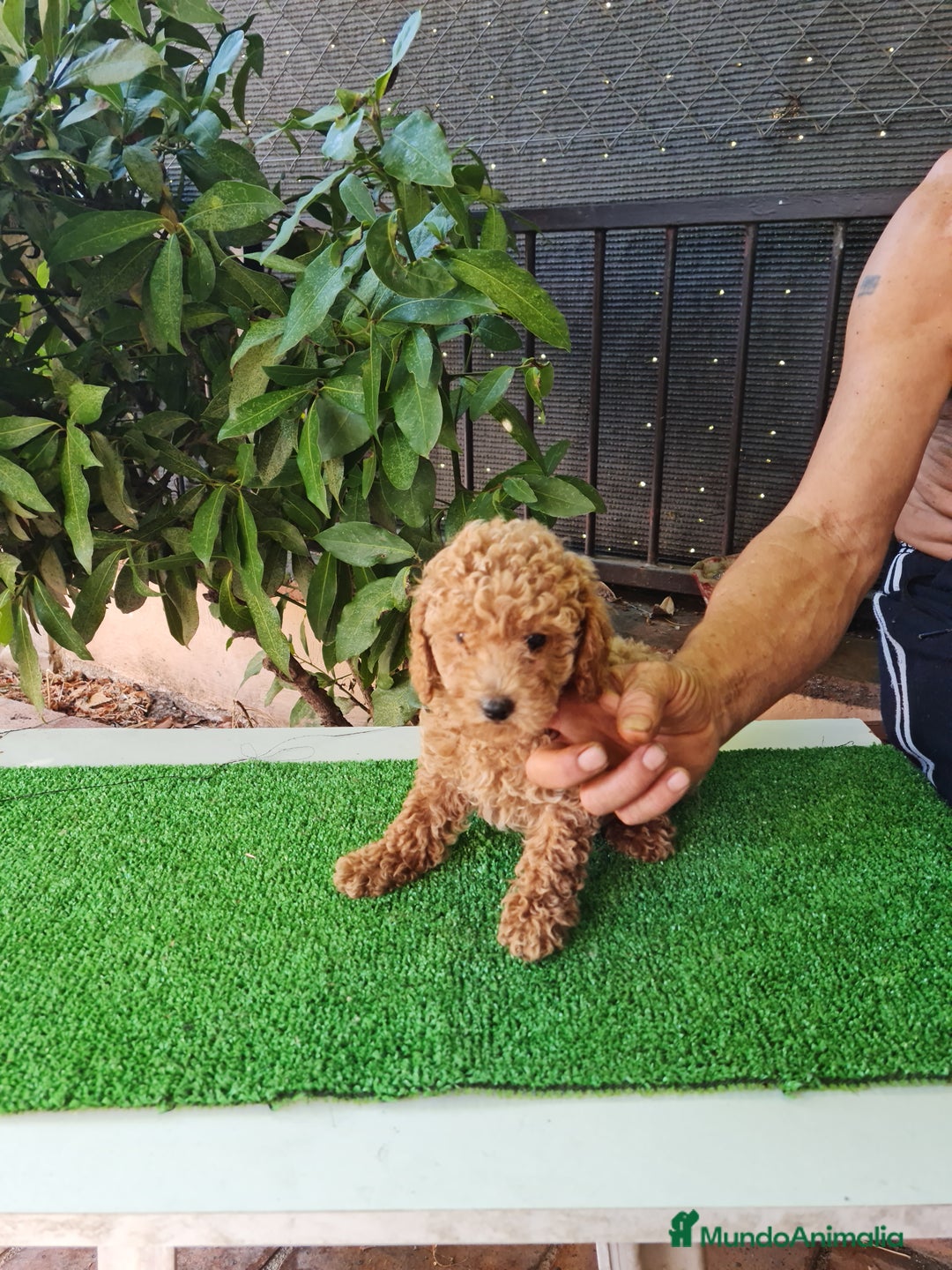 Caniche Toy perros en venta: Caniches toy - Imagen 4