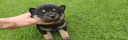 Shiba Inu perros en venta: Shiba Inu Calidad Top - Anuncio 5